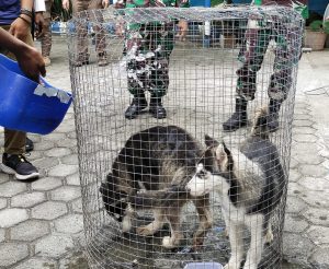 Anjing Husky Ilegal Digagalkan TNI AL