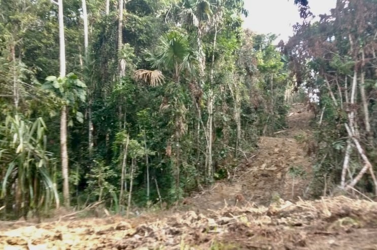 Seribu Hektar Hutan Masyarakat Adat Namblong di Rusak Untuk Perkebunan Sawit