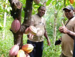 Pemkab Jayapura Bakal Bangkitkan Kejayaan Kakao