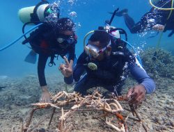 Peduli Pelestarian Biota Laut, PLN Rehabilitasi Terumbu Karang di Raja Ampat dan Jayapura
