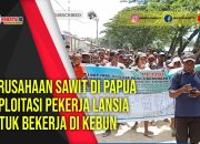 Perusahaan Sawit Di Papua Ekploitasi Pekerja Lansia Untuk Bekerja Di Kebun